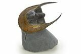 Enrolled Scotoharpes Trilobite - Orange Headshield #328638-2